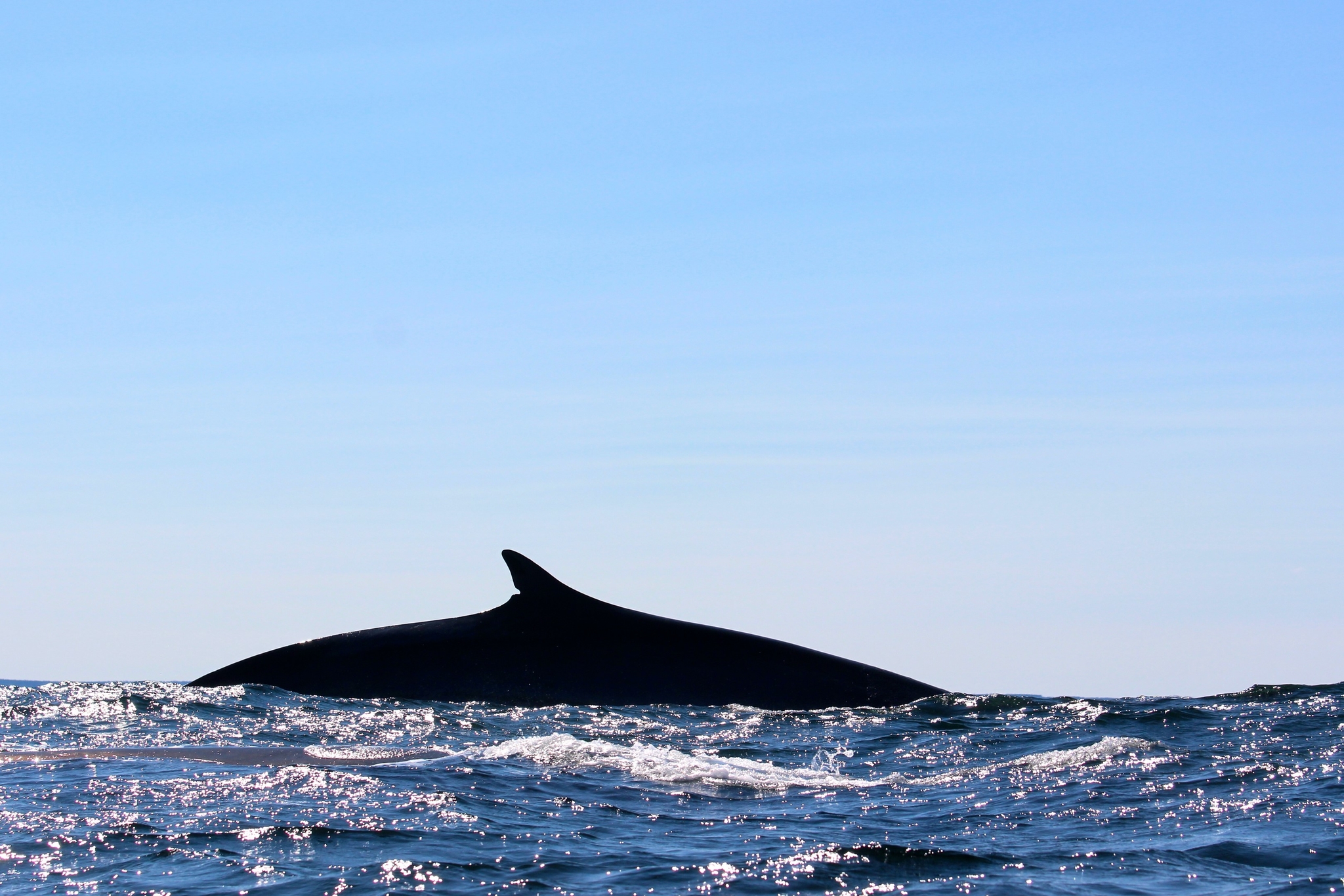 Pourquoi pratique-t-on encore la chasse à la baleine en Islande?