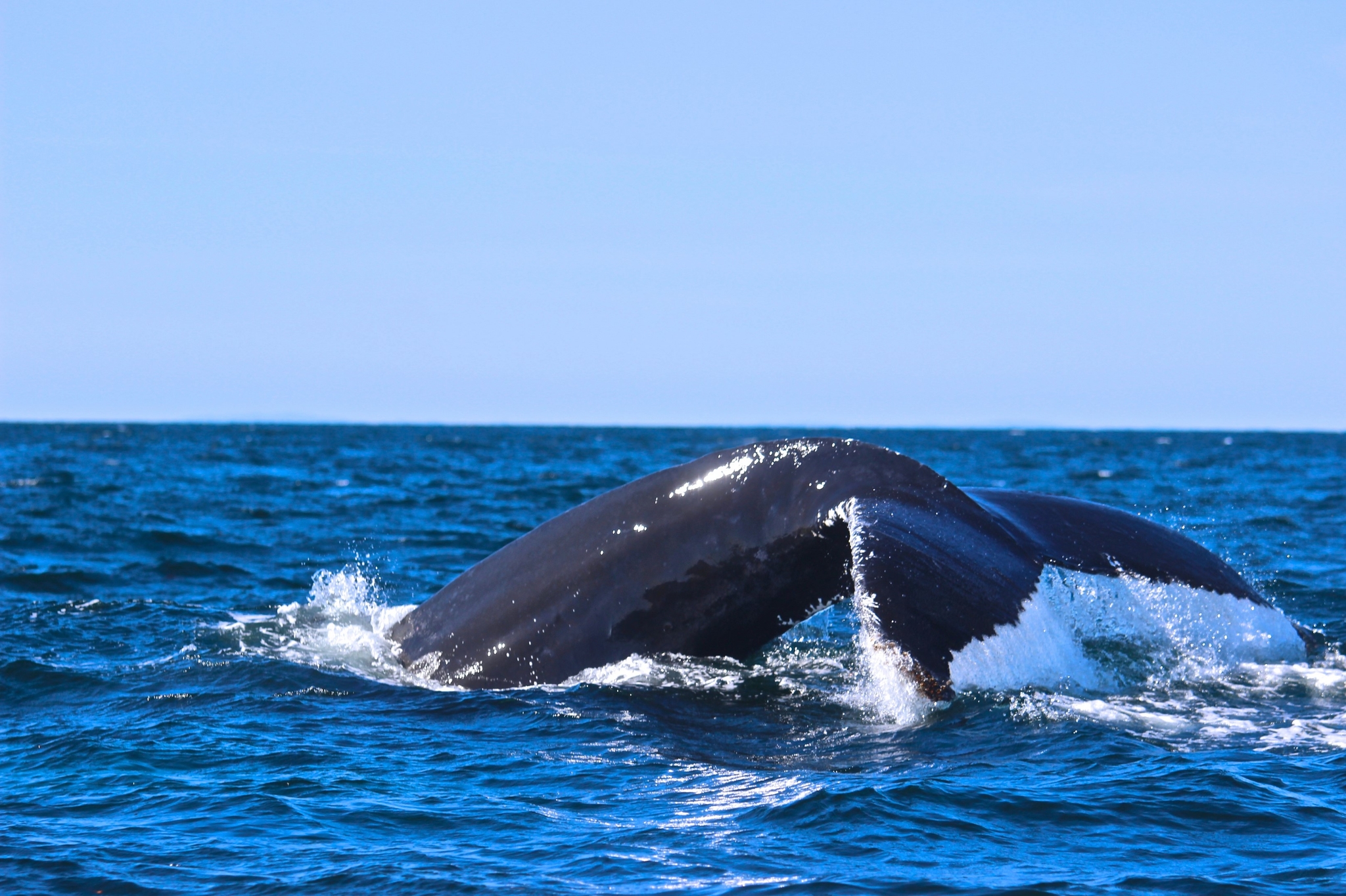 Baleine à bosse, l'un des animaux du Québec 