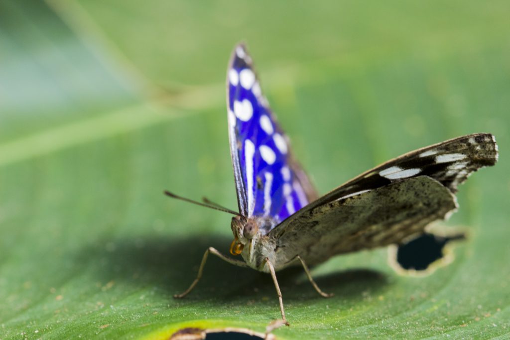 Papillon Myscelia