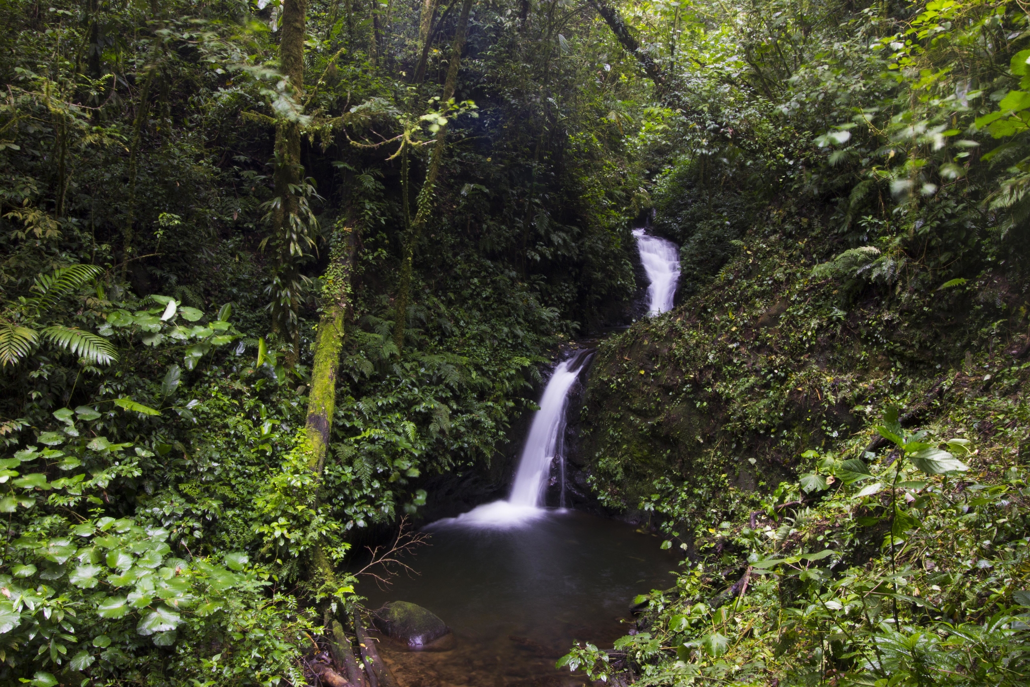 Cascade de la réserve de Monteverde