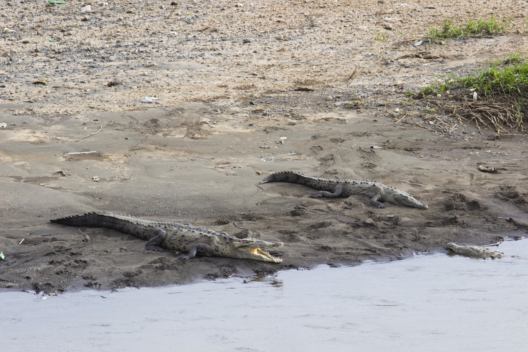 Crocodiles du Costa Rica prenant le soleil 
