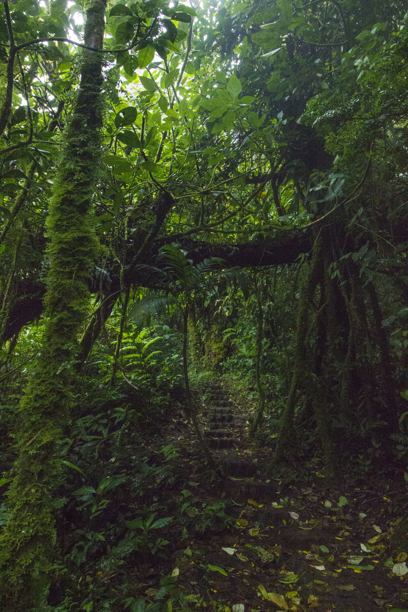 Jungle luxuriante sur le Sendero Camino