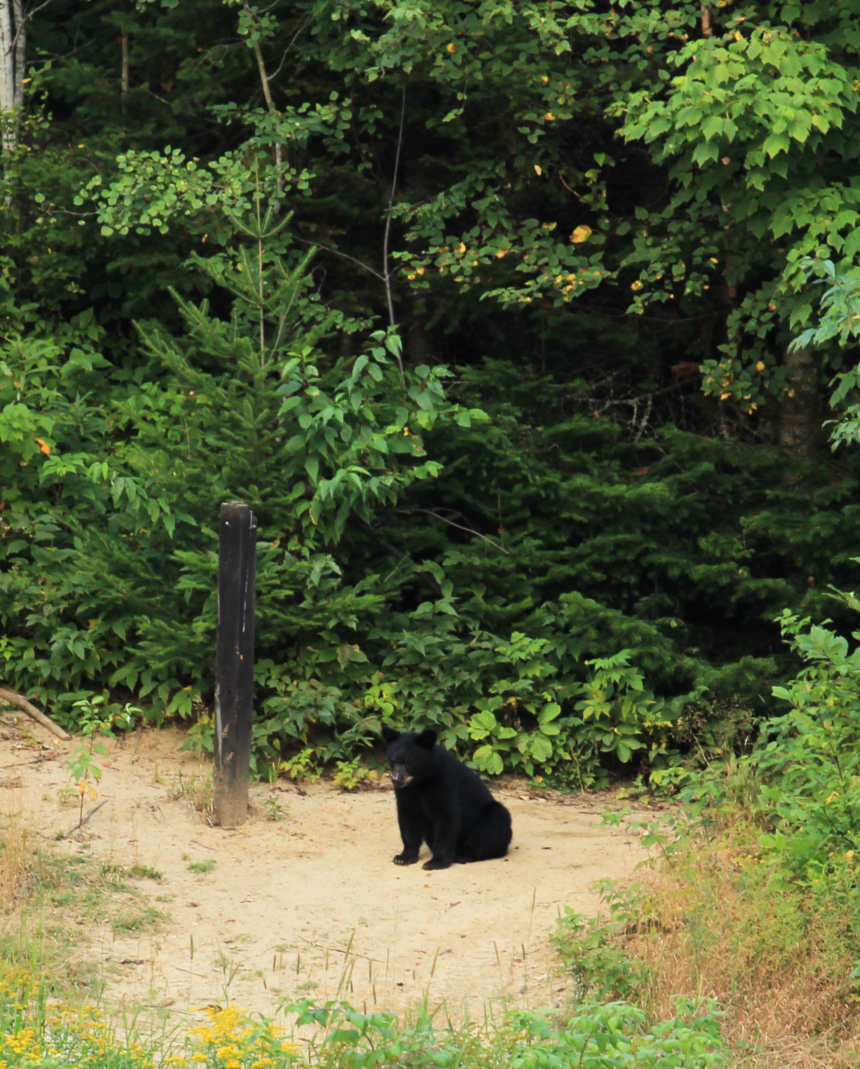 Observation de l'ours noir, proche de Tadoussac