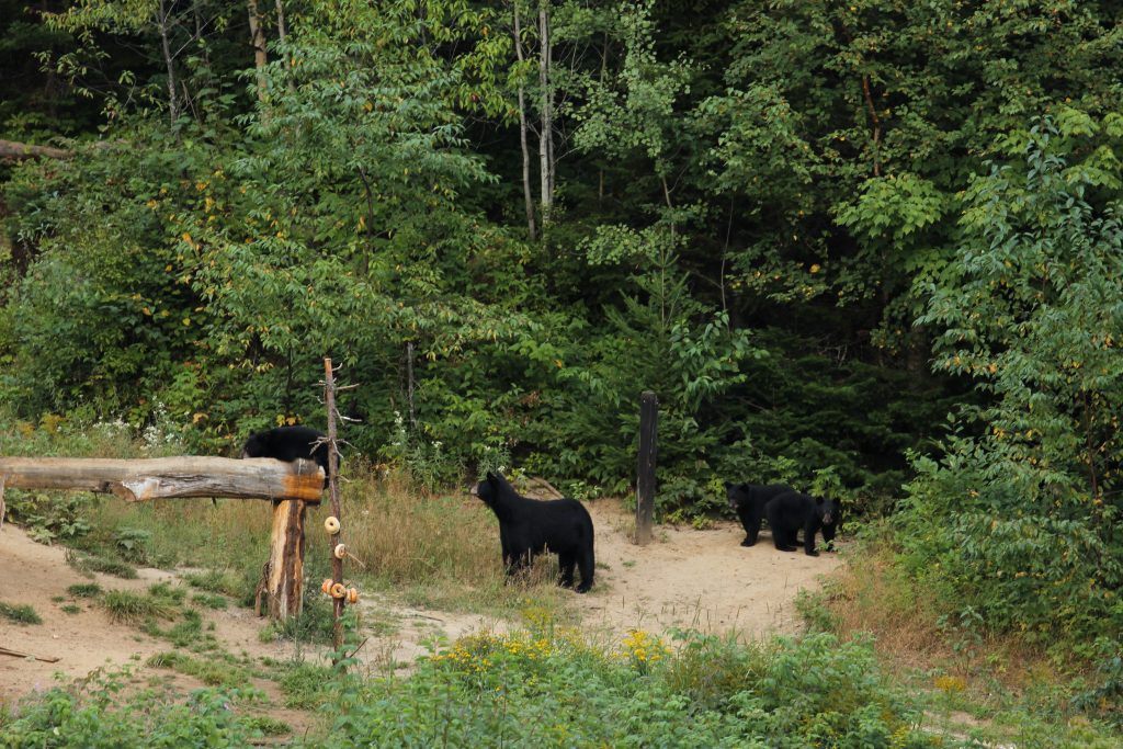 Observation de l'ours noir, proche de Tadoussac