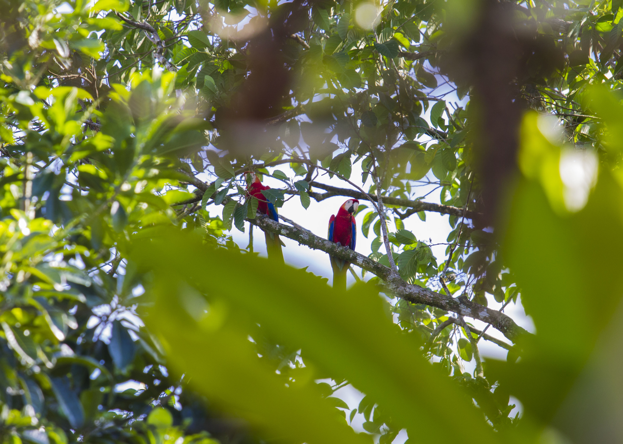 Couple d'aras rouges à Drake Bay