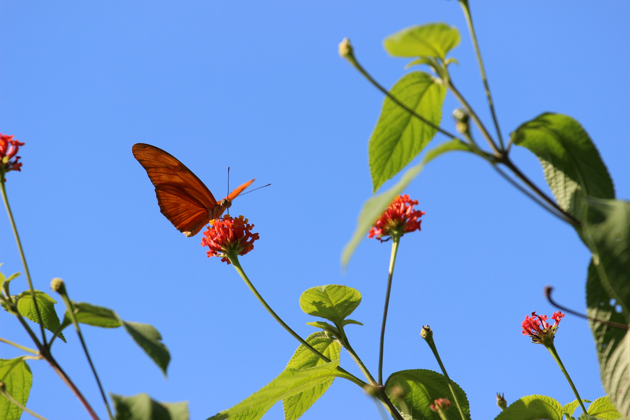 Papillon du jardin de notre hôtel el mirador lodge