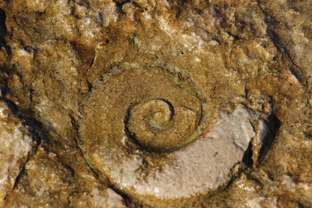 Ammonite fossilisée de l'archipel de Mingan