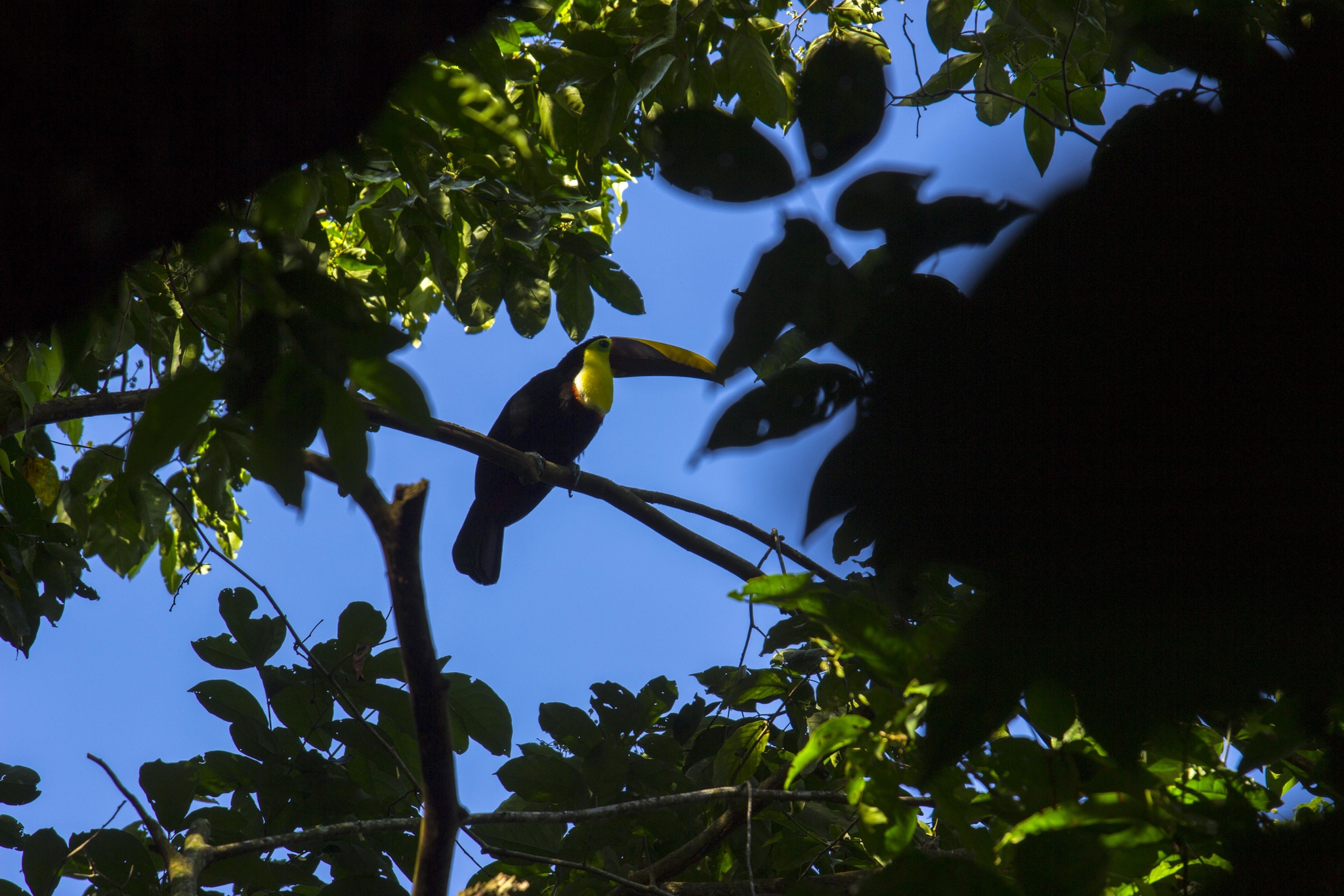Toucan du Costa Rica