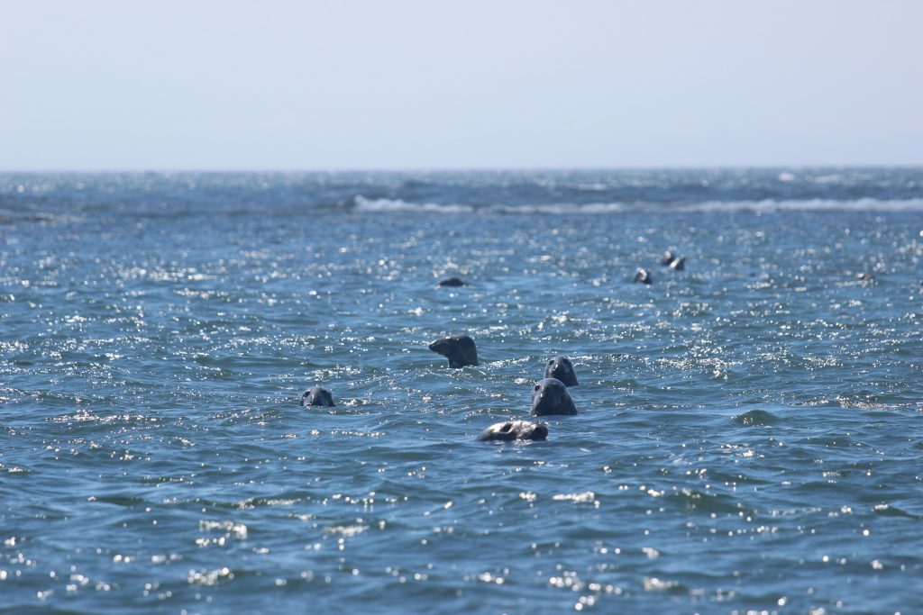 Phoques gris archipel de Mingan