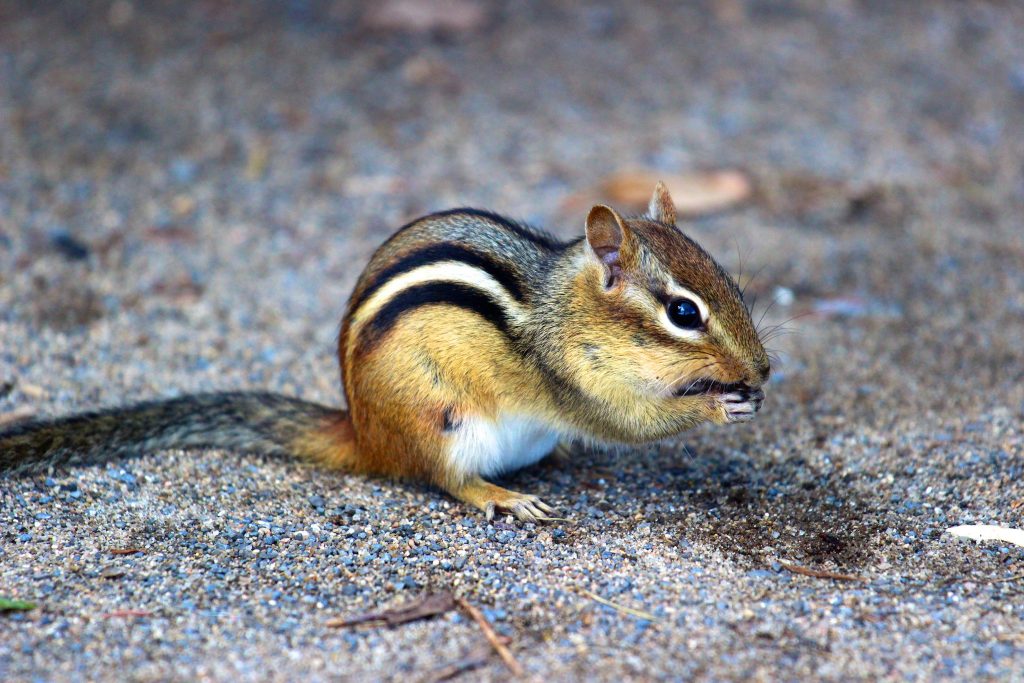 Écureuil appelé petit suisse dans le parc de la Chute Montmorency