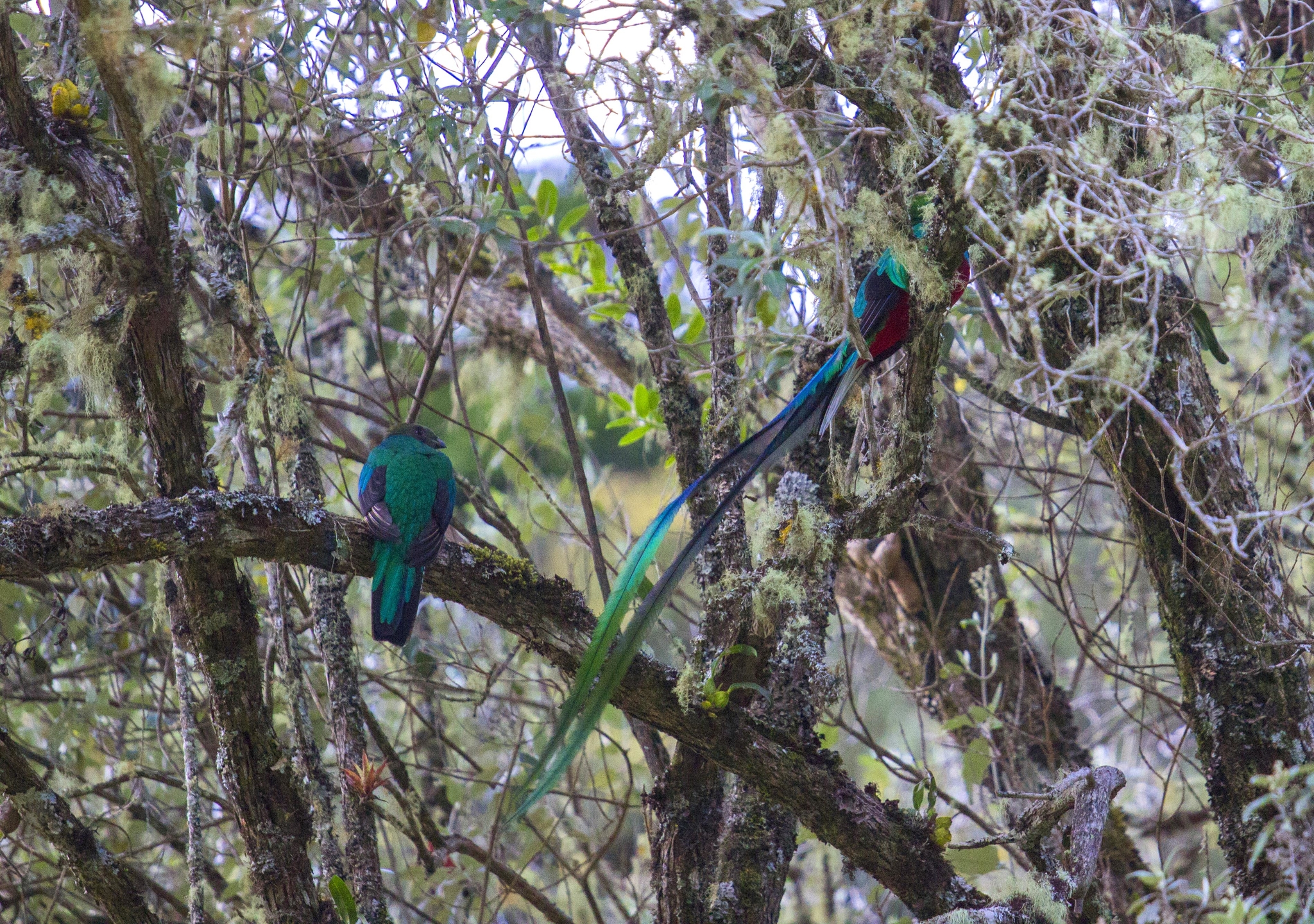 Couple de Quetzal à San Gerardo de Dota
