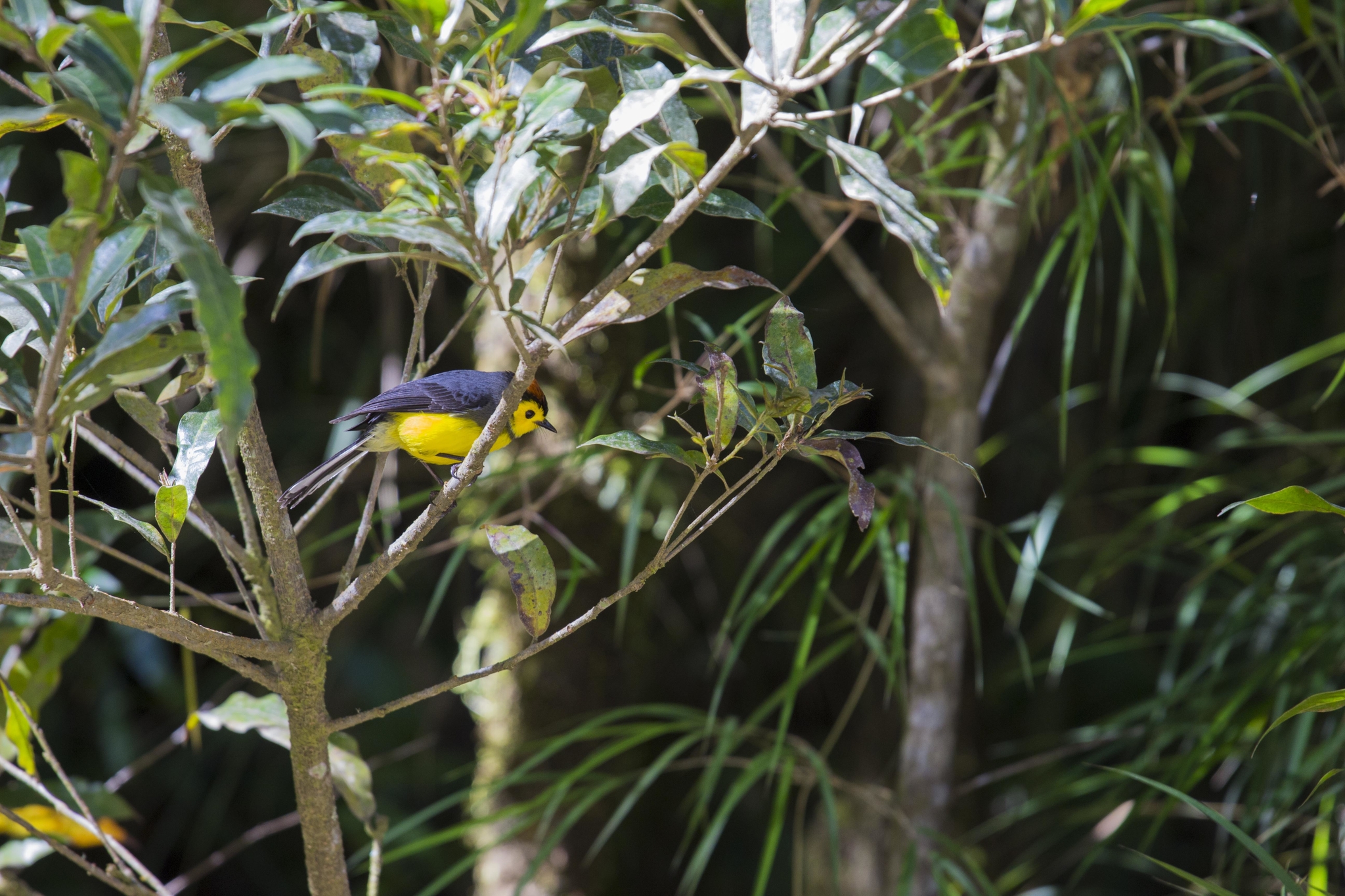 Oiseau jaune à San Gerardo de Dota