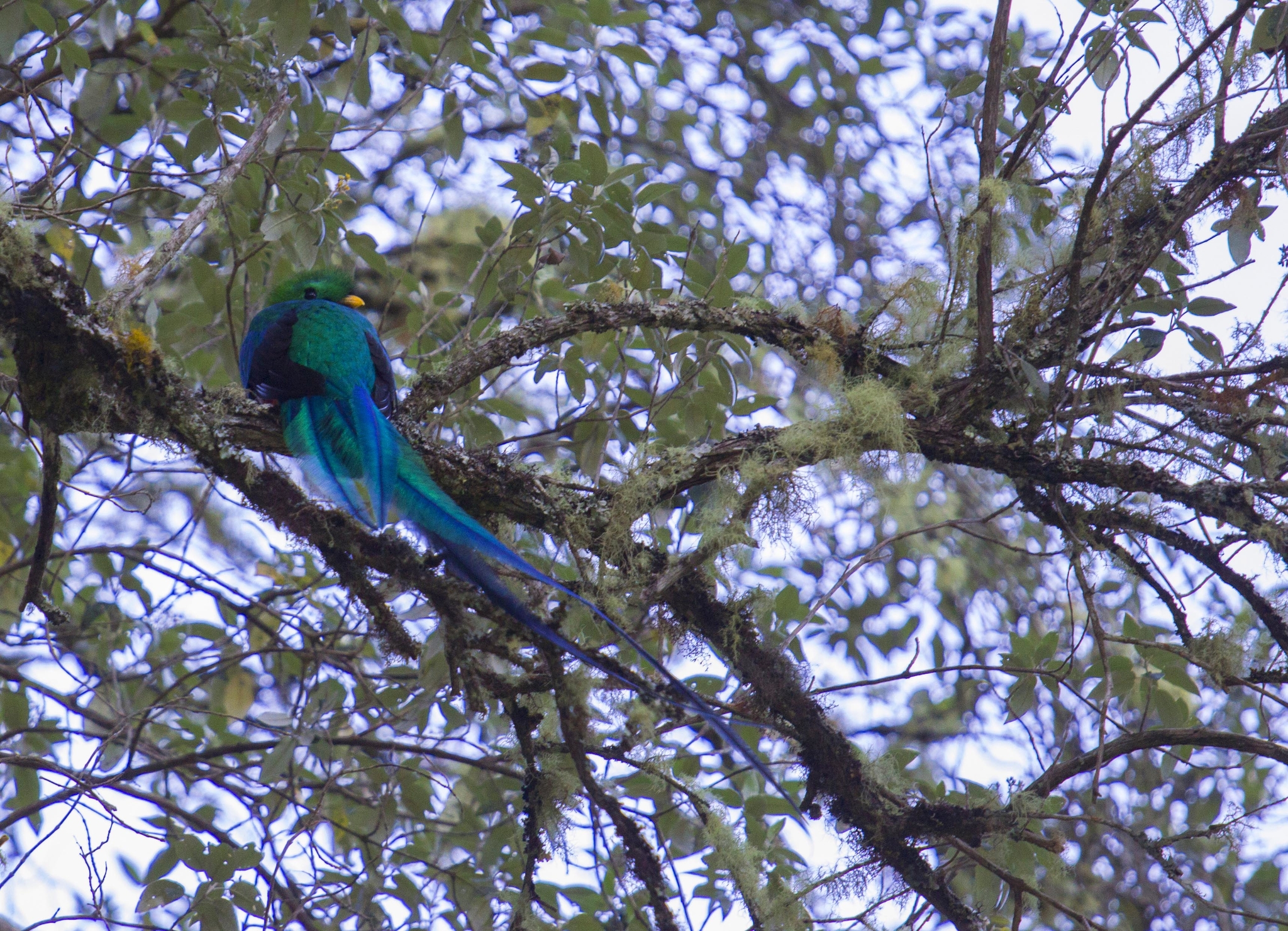 Quetzal mâle à San Gerardo de Dota