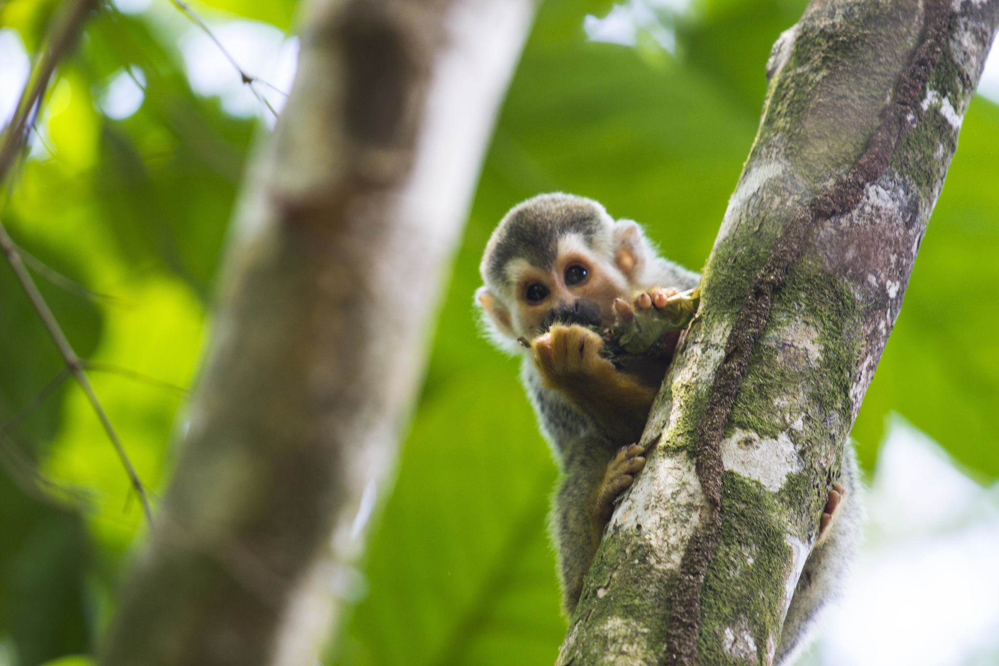 Singe écureuil ou encore appelé «titi» au Costa Rica