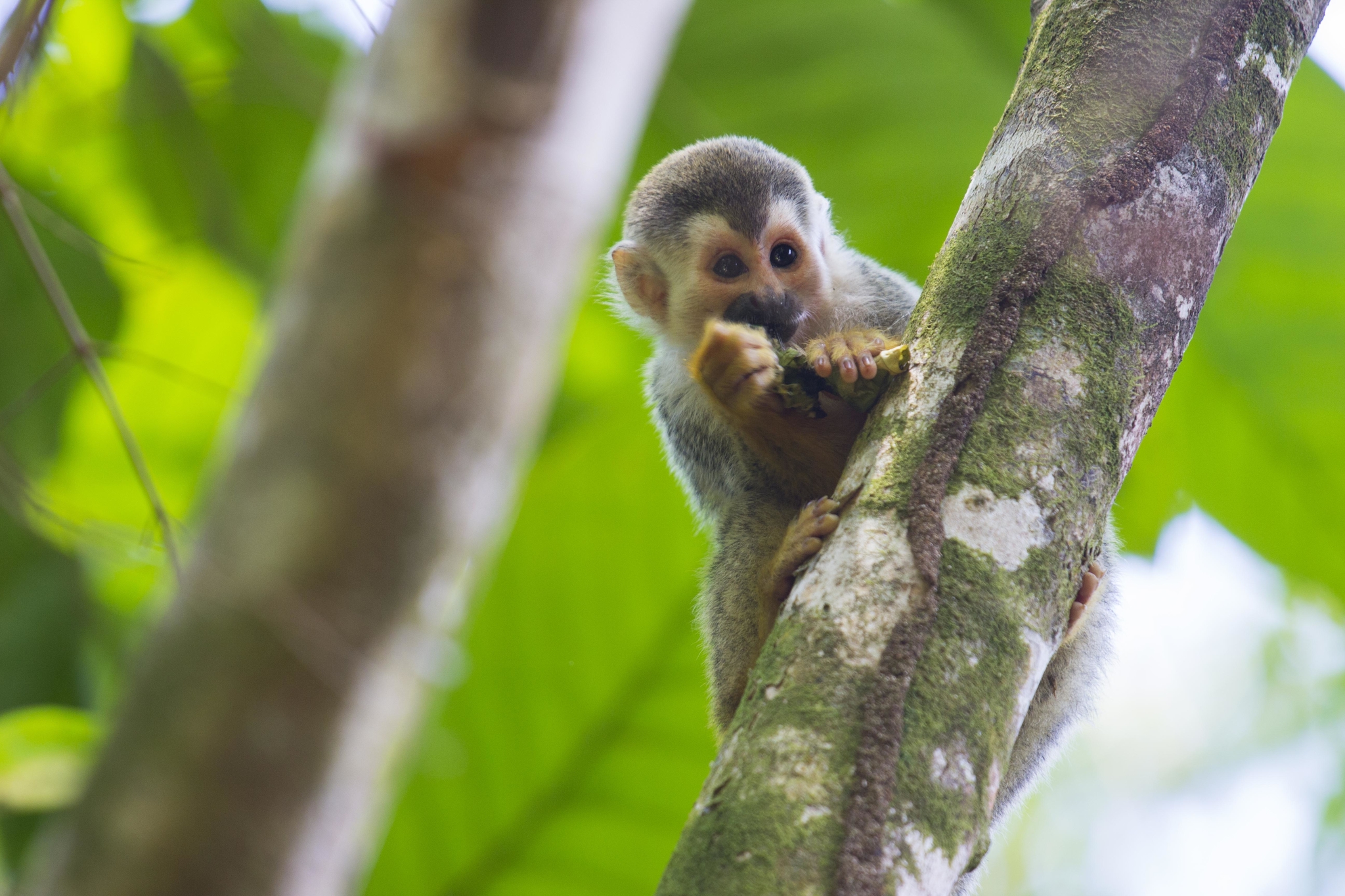 Singe écureuil du Costa Rica