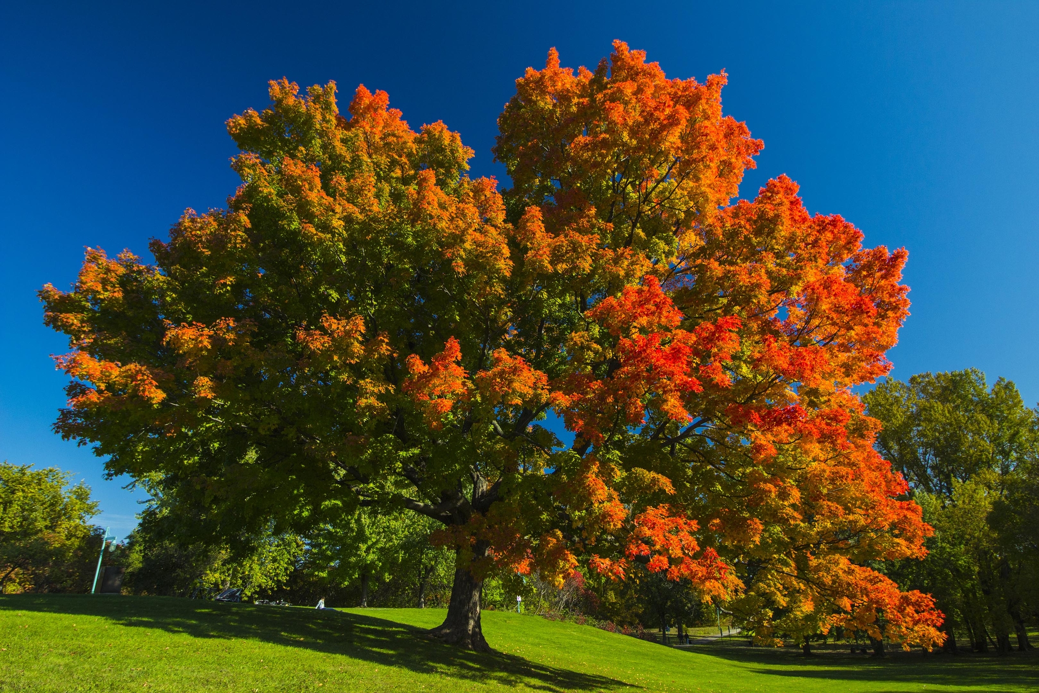Érable à l'automne, l'une des plus belles saisons du Québec