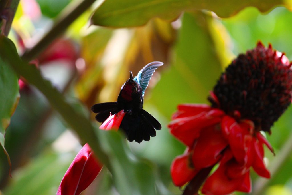 Colibri Martinique