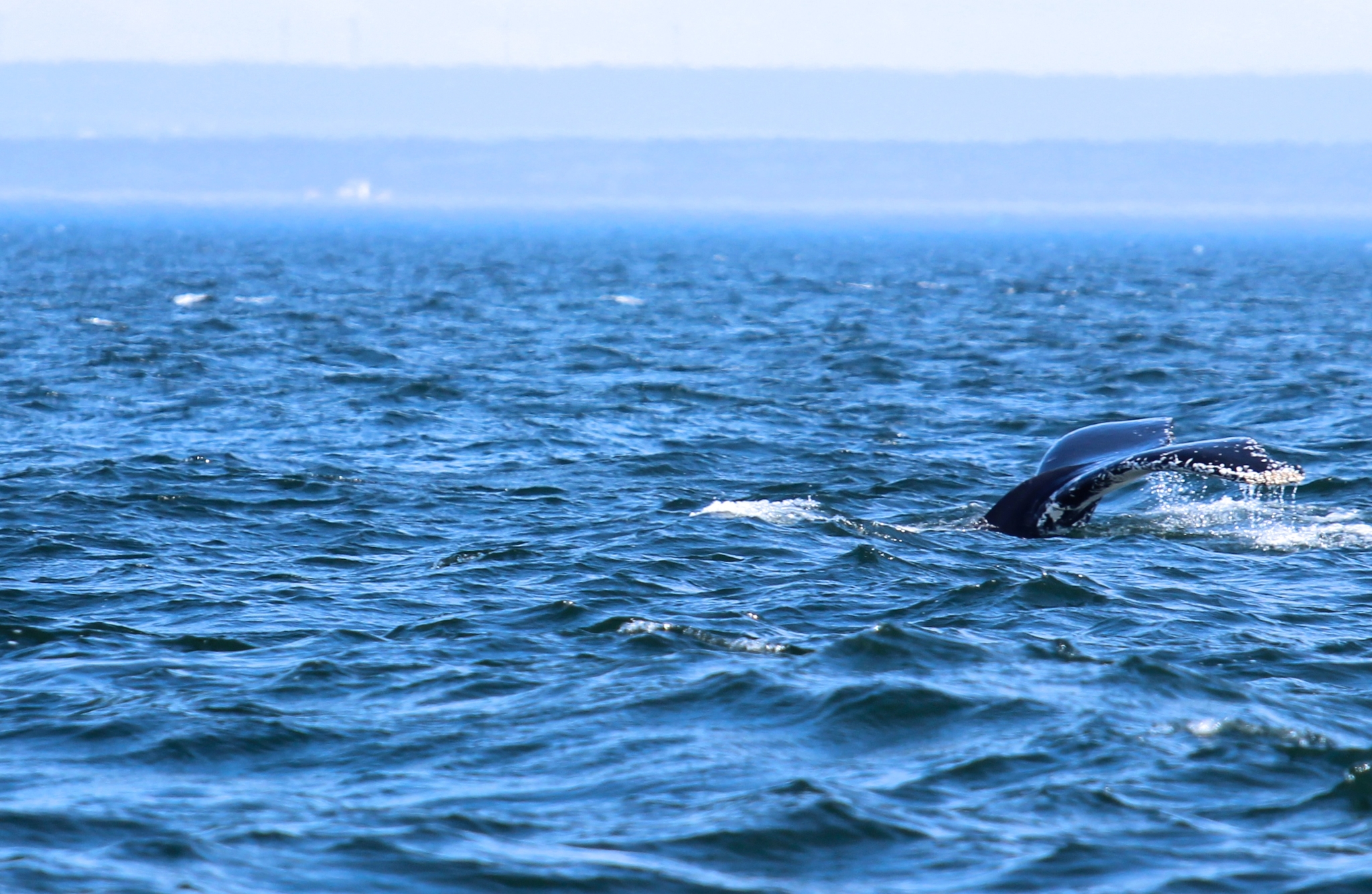 Baleine du Saint-Laurent à voir pendant l'une des plus belles saisons du Québec