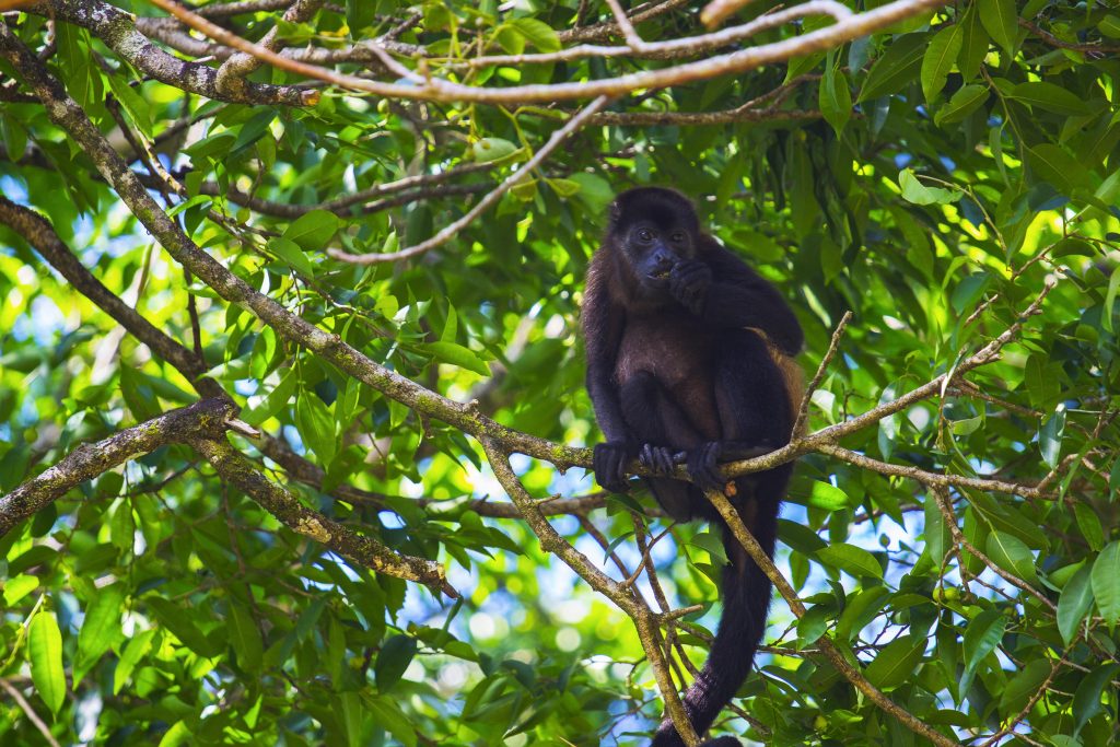 Singe hurleur, un des animaux du Costa Rica