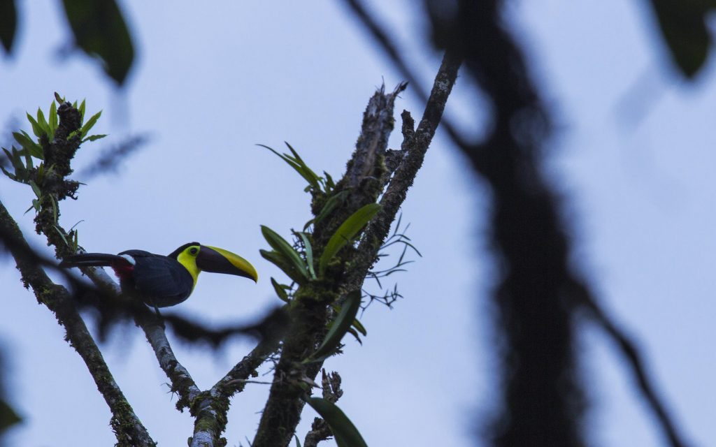 Toucan, un des animaux du Costa Rica
