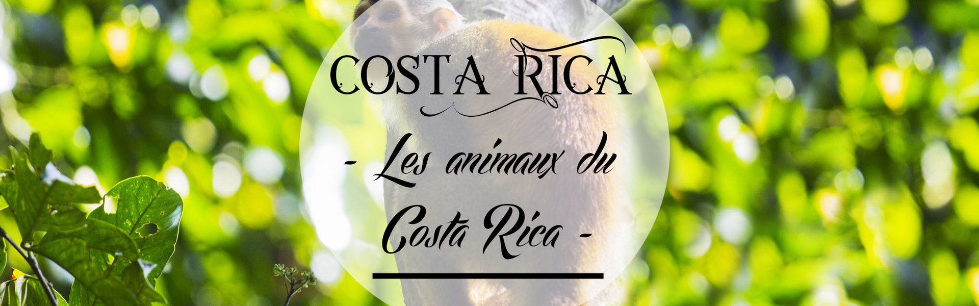 Les animaux du Costa Rica