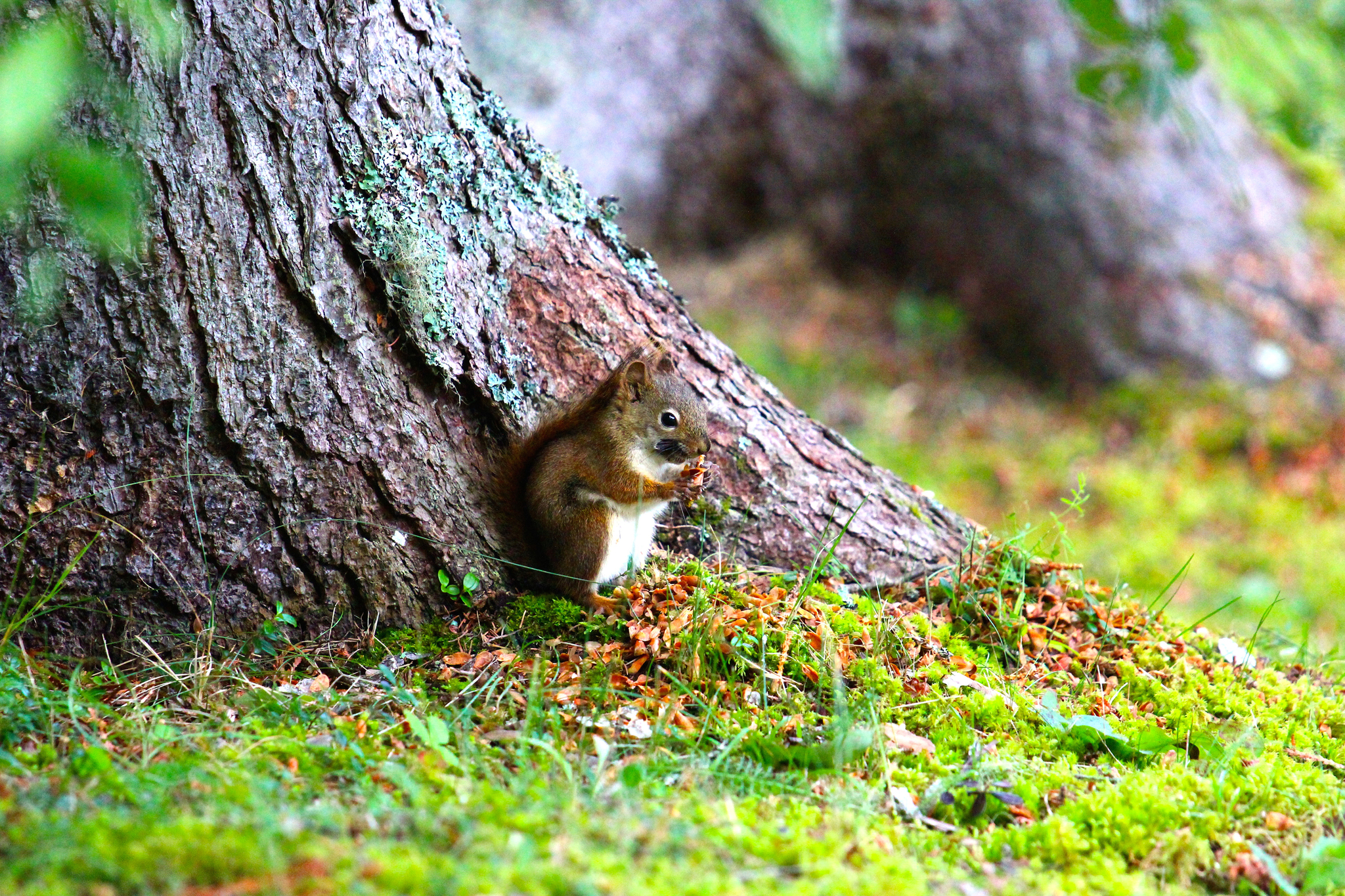 Petit écureuil roux, l'un des animaux du Québec 