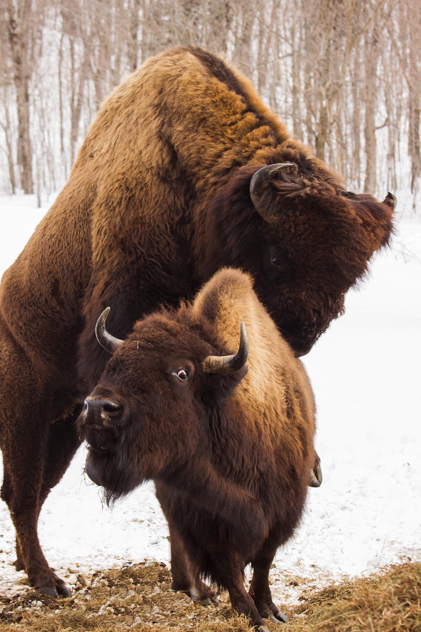 Accouplement bisons