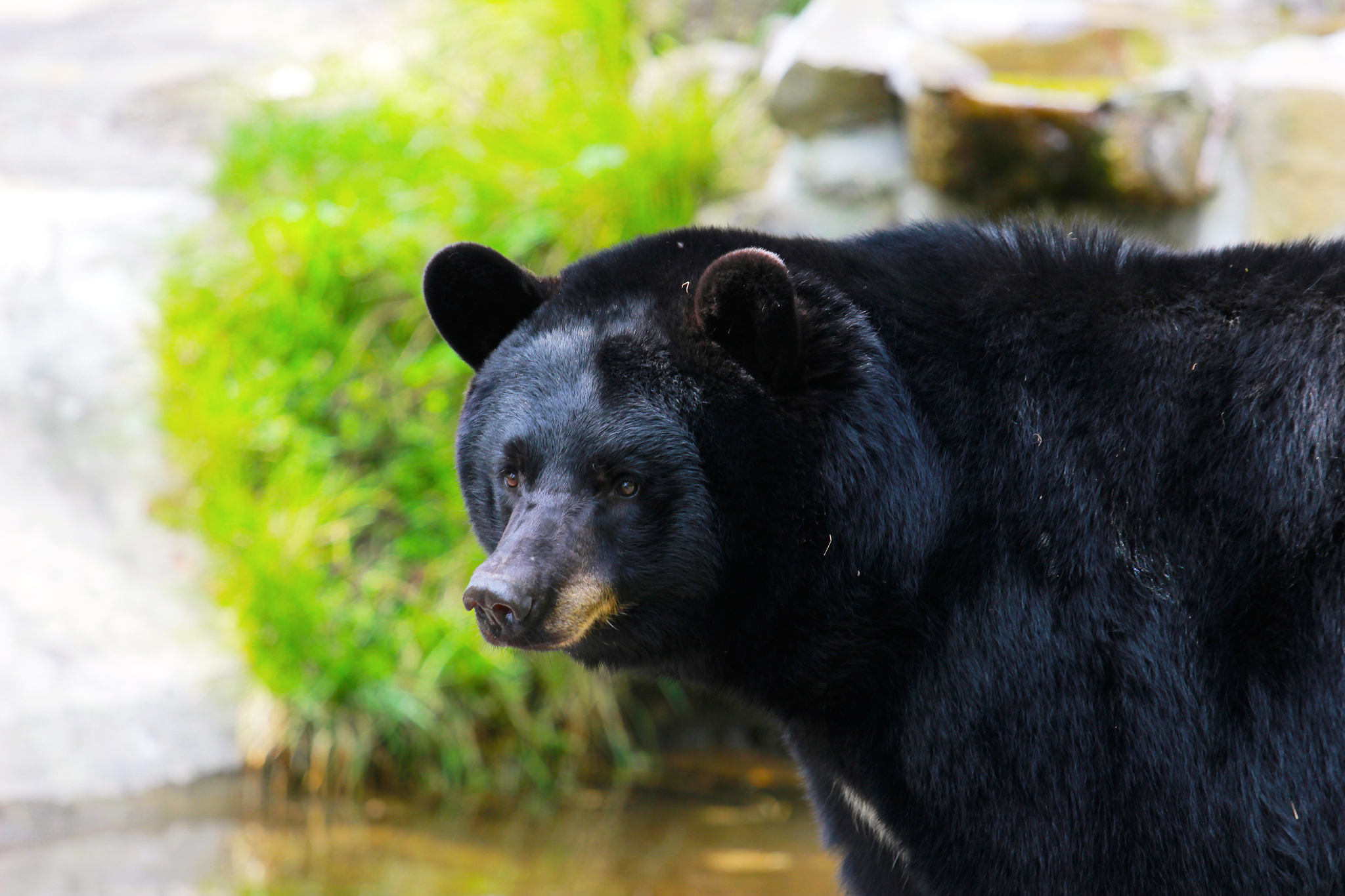 Ours noir, l'un des animaux du Québec 