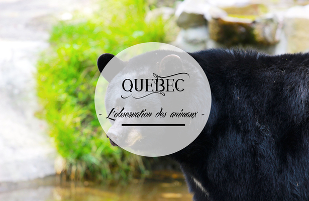 L’observation des animaux du Québec
