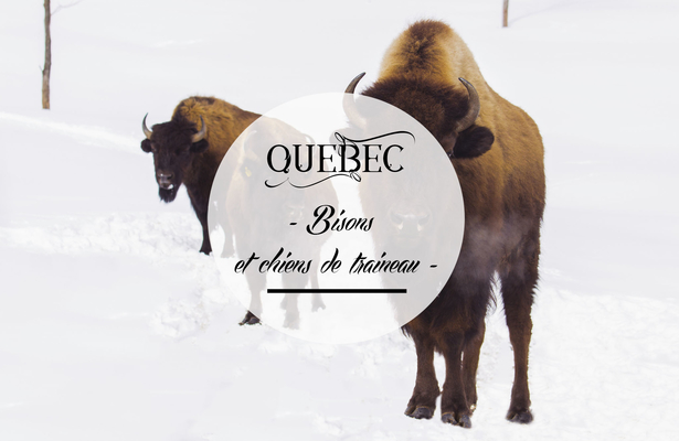 Réserve de bisons et chiens de traineau au Québec