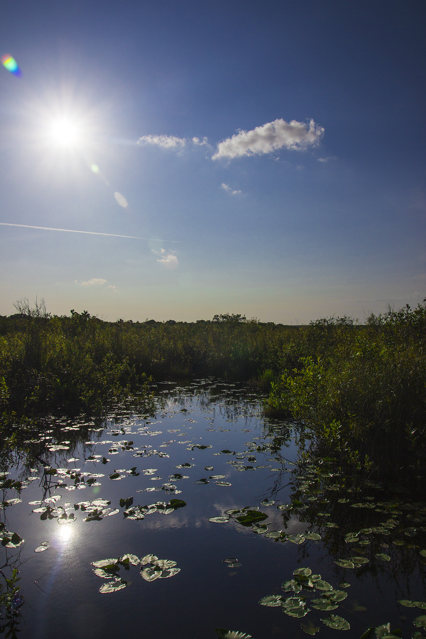 Everglades landscape