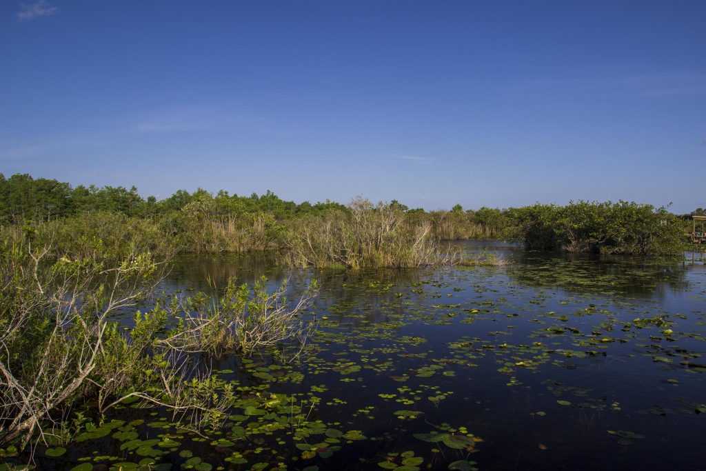Everglades liliflower