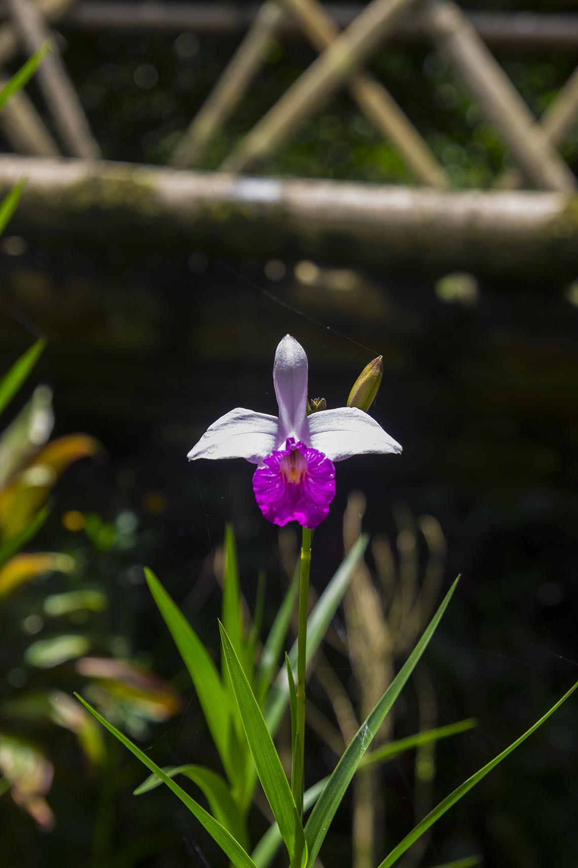 orchid Tam-awan