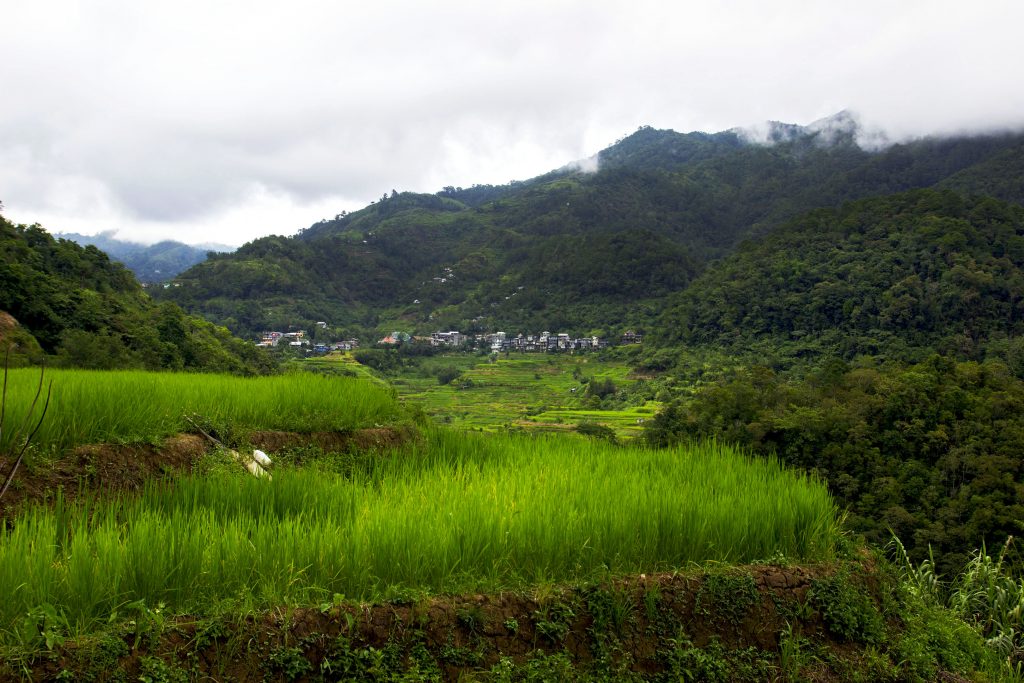 riziere-philippines