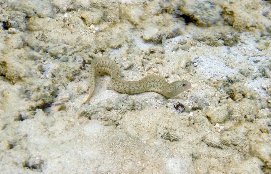 serpent-de-mer