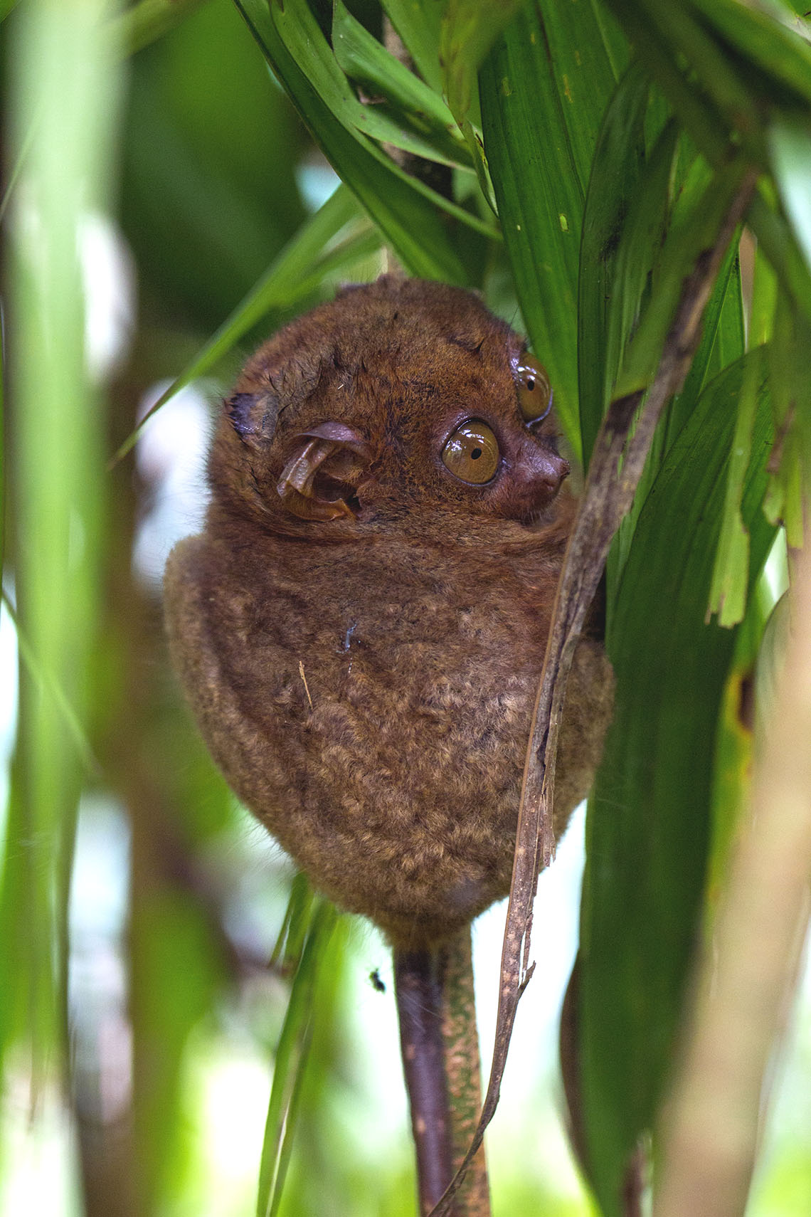 tarsier-cute