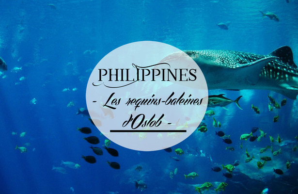 Pourquoi je n’ai pas nagé avec les requins-baleines aux Philippines