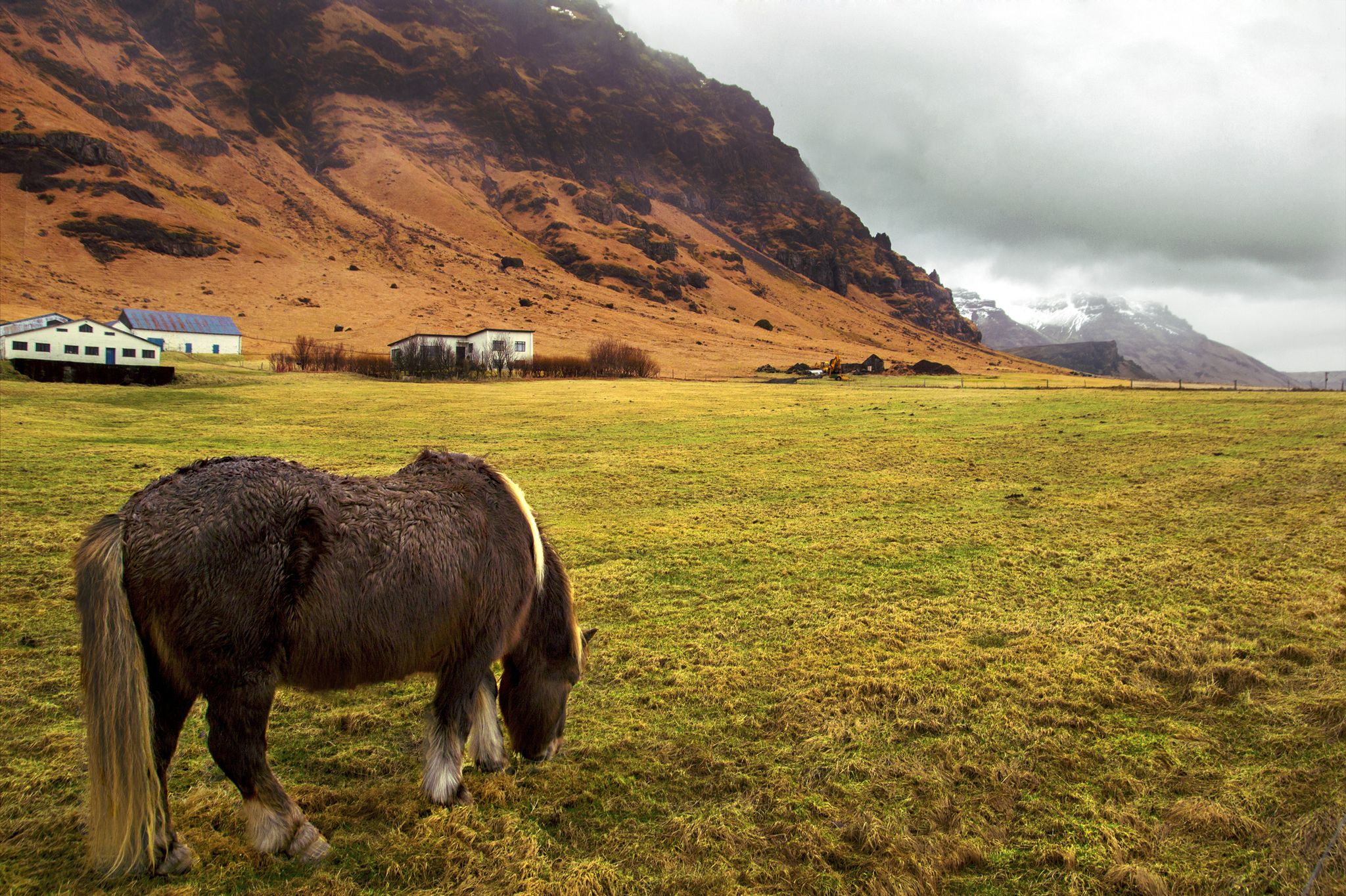 Cheval islandais au pied de l'Eyjafjallajökull