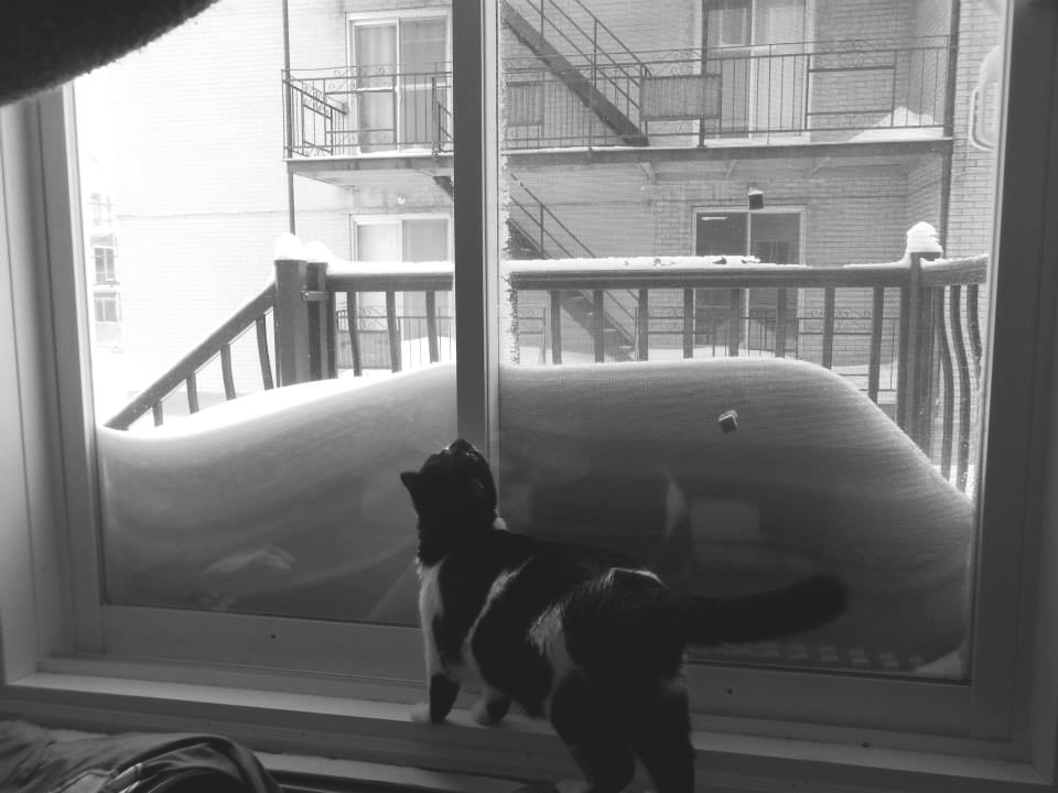Mon chat qui veut sortit malgré l'accumulation de la neige