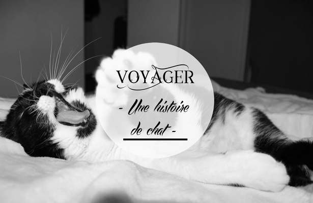 Voyager : une histoire de chat