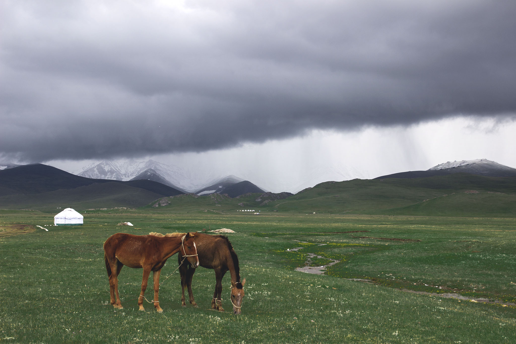 Yourte au Kirghizistan et chevaux au lac Son-Kul