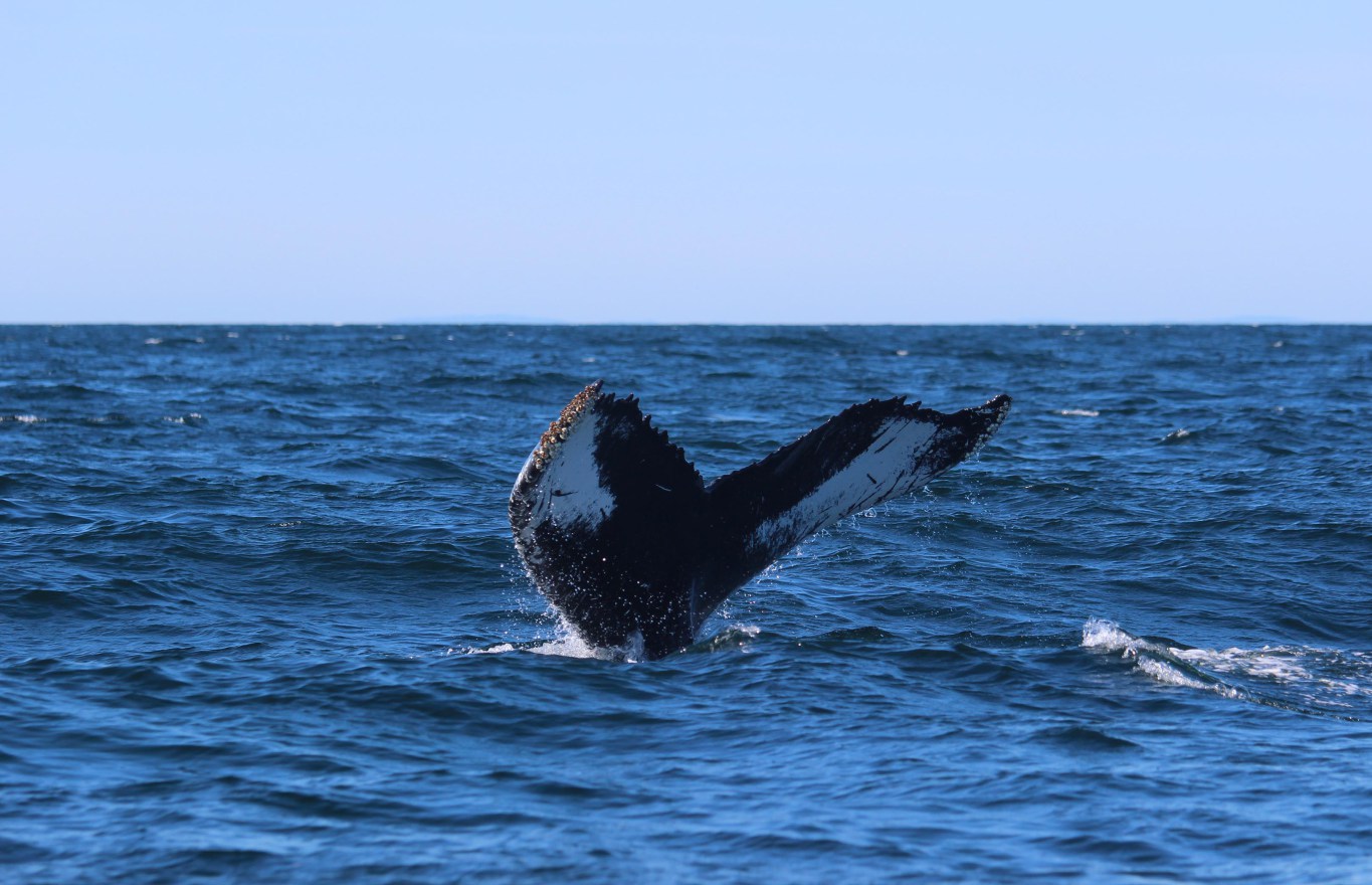 Les consommateurs sont aussi responsables de la perénnité de la chasse à la baleine