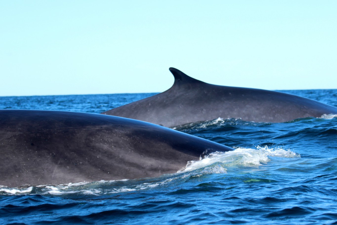 Stop à la chasse à la baleine et profitons plutôt de pouvoir les observer vivantes
